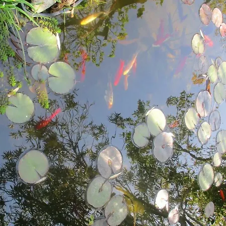 Appartement Jardin Et Bambous, Cosy, Classe 2 Etoiles Marseillan (Herault)